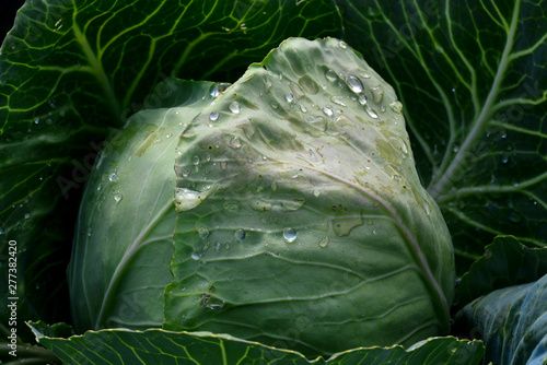 Dew drops on cabbage, background
