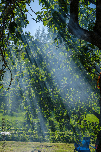 sun rays in smoke shining through apple tree branches in summer evening