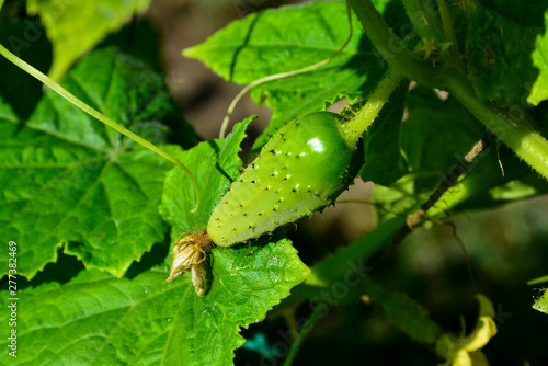 Illuminated by the sun bed of cucumbers. Ripe green cucumbers in the garden. Growing cucumbers in open beds near the house. Independent farming. Home agribusiness.