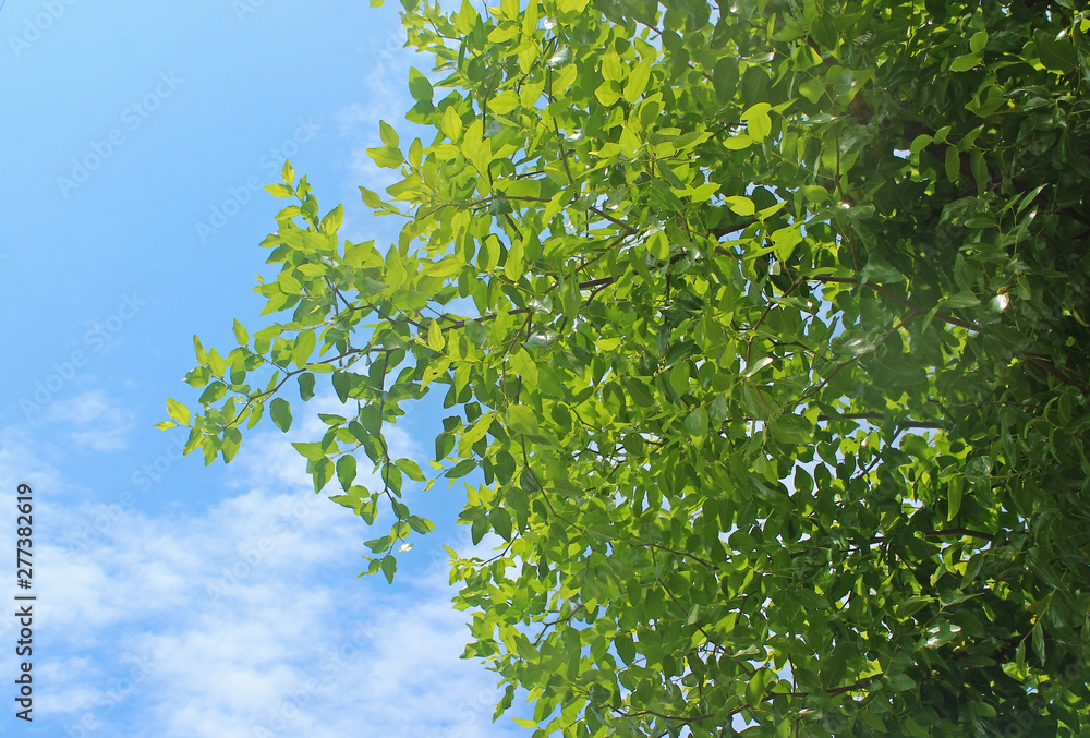 Obraz premium 푸른 나무잎