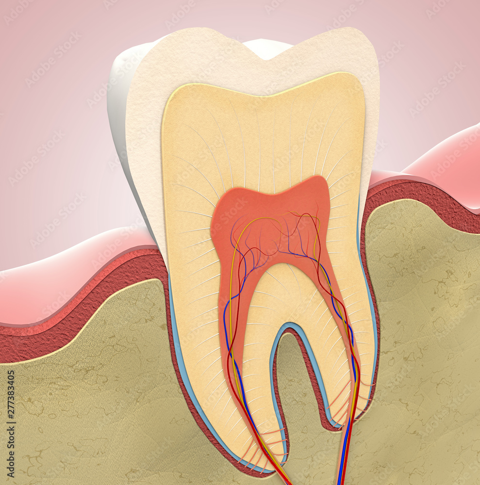 Cross-section of a molar tooth - 3d illustration Cross-section of a molar tooth - 3d illustration