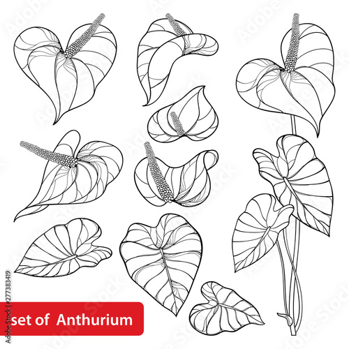 Set of outline tropical Anthurium or Anturium flower bunch and leaves in black isolated on white background. 