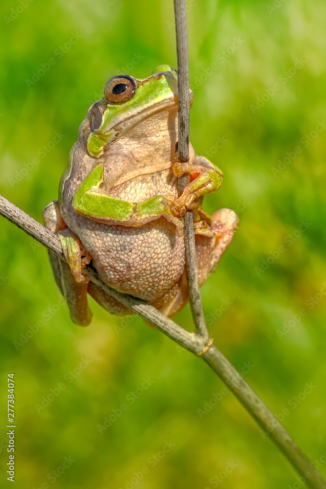 Obraz premium Beautiful Europaean Tree frog Hyla arborea - Stock Image