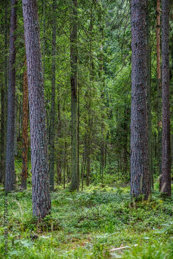 summer forest lush with green folaige vegetation, tree branches and leaves summer forest lush with green folaige vegetation, tree branches and leaves