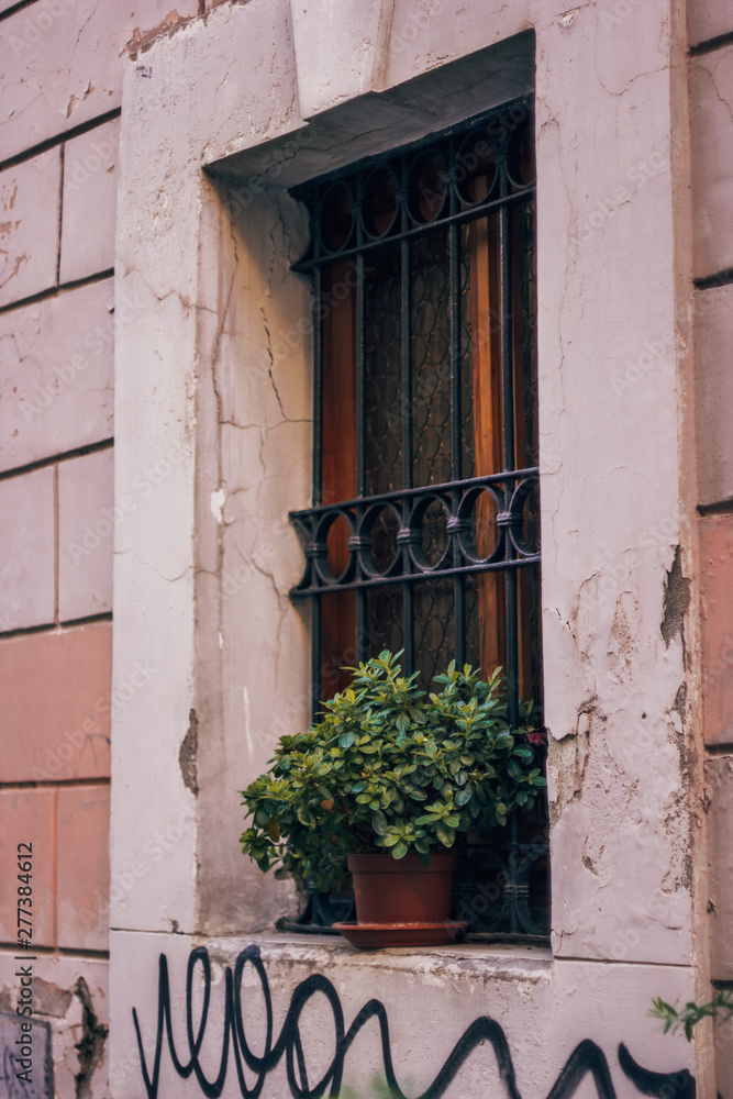 Italy, Rome, street, travel, old town, building, plant, sculpture, street food, culture Italy, Rome, street, travel, old town, building, plant, sculpture, street food, culture