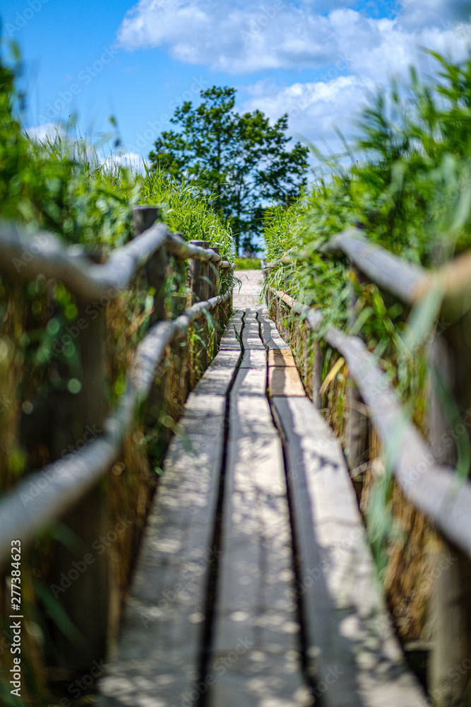 wooden plank footh path boardwalk in green foliage sourroundings wooden plank footh path boardwalk in green foliage sourroundings
