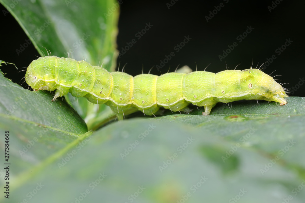 Meat insects in the natural environment Meat insects in the natural environment