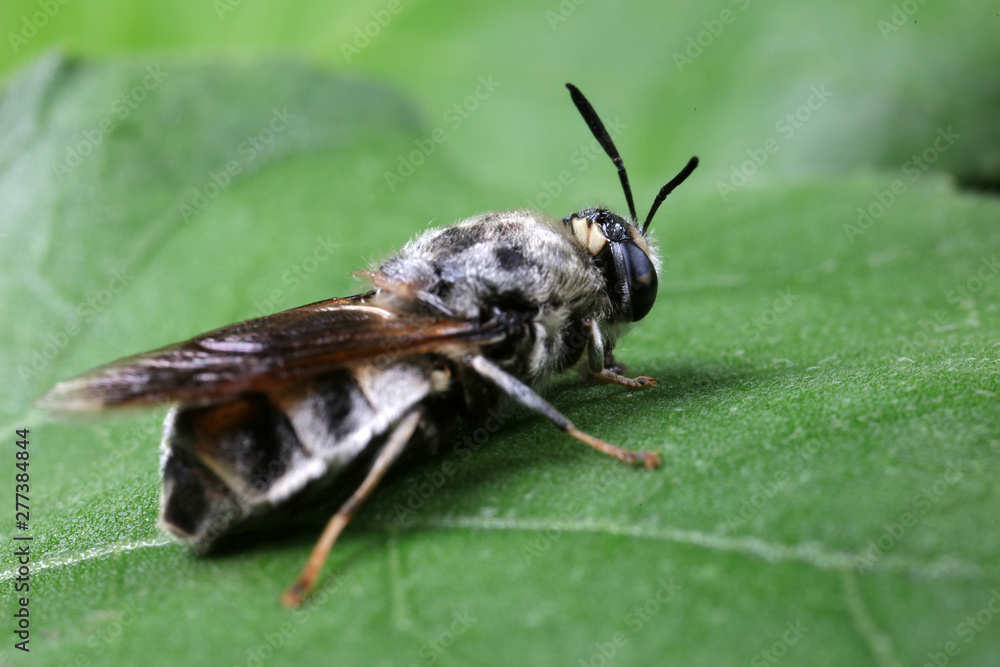 Diptera insects in nature Diptera insects in nature