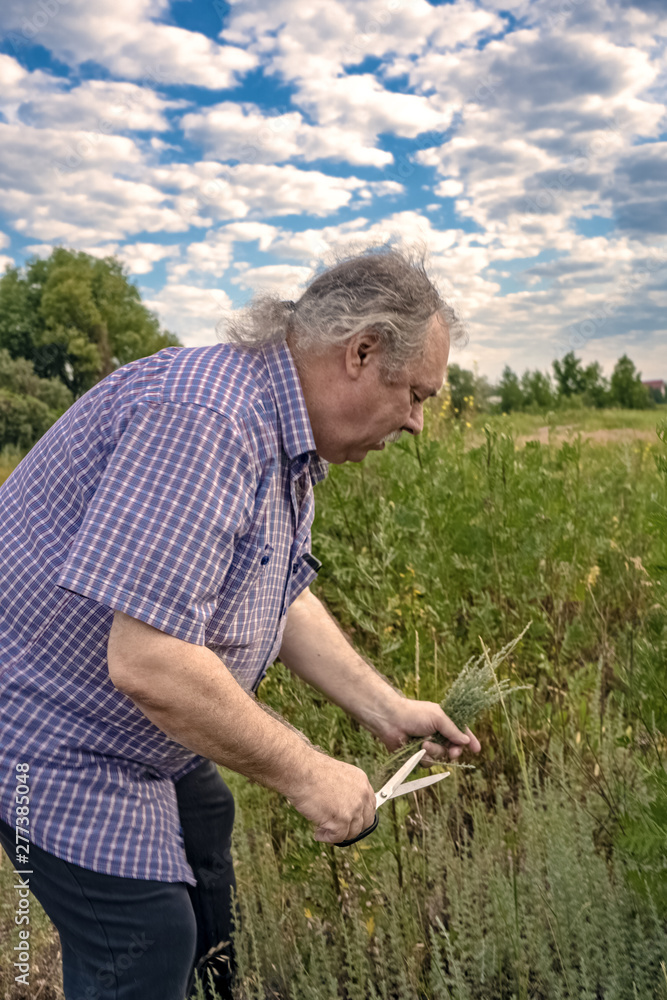 Fototapeta premium Man collects herbs
