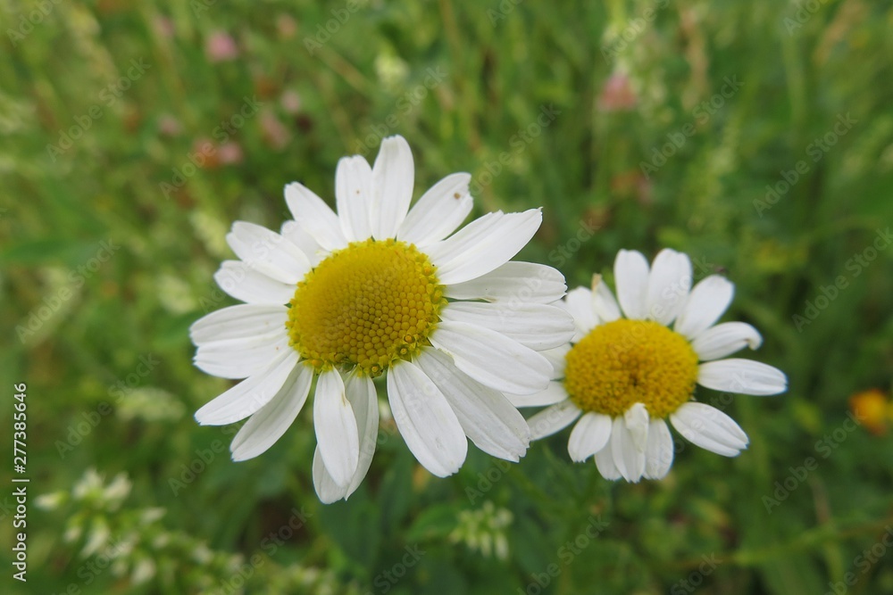 Beautiful chamomile flowers in the meadow, closeup
