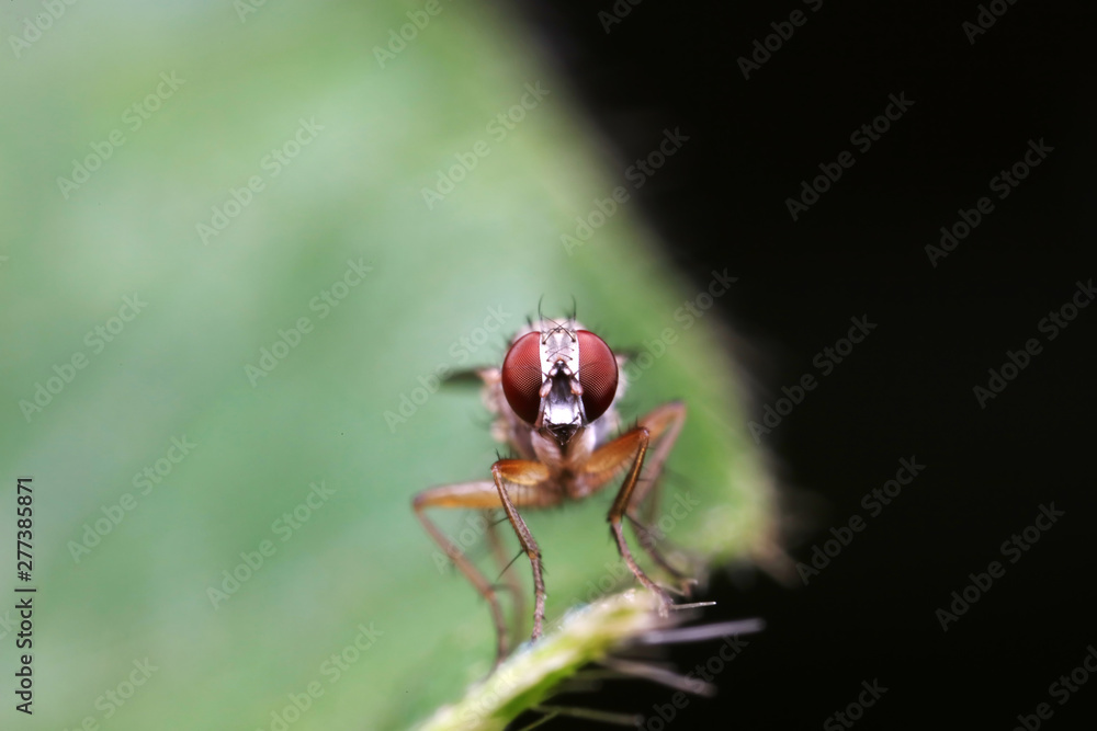 Fly insects in the natural environment Fly insects in the natural environment