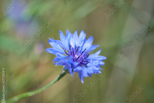 Wallpaper Mural Close up of cornflower. Selective focus. Plant background. Torontodigital.ca