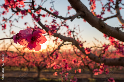 Fruit trees in spring