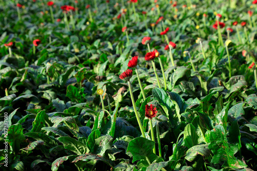 Gerbera flowers in a farm