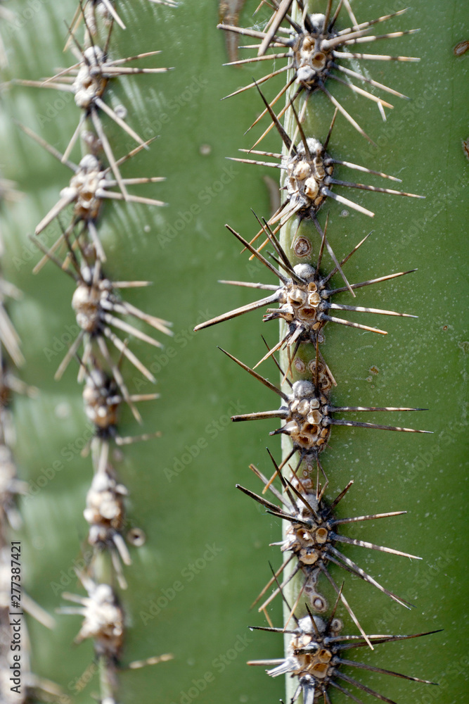 Needle-Like Spines of the Saguaro Cactus Needle-Like Spines of the Saguaro Cactus