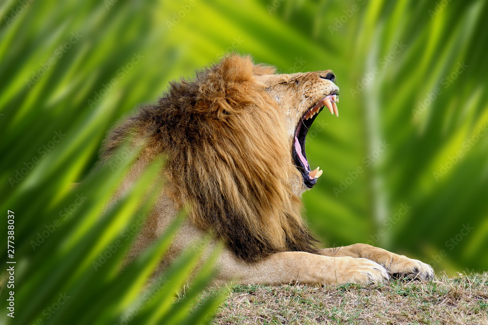 Lion portrait in jungle - obrazy, fototapety, plakaty 