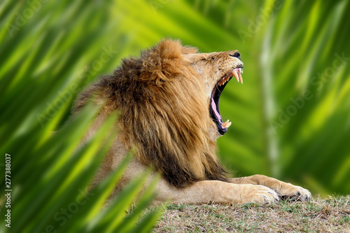 Lion portrait in jungle