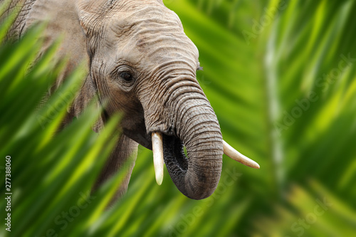 Photography Elephant portrait in jungle
