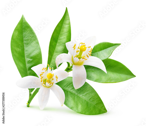 Tableau sur toile Isolated orange flowers