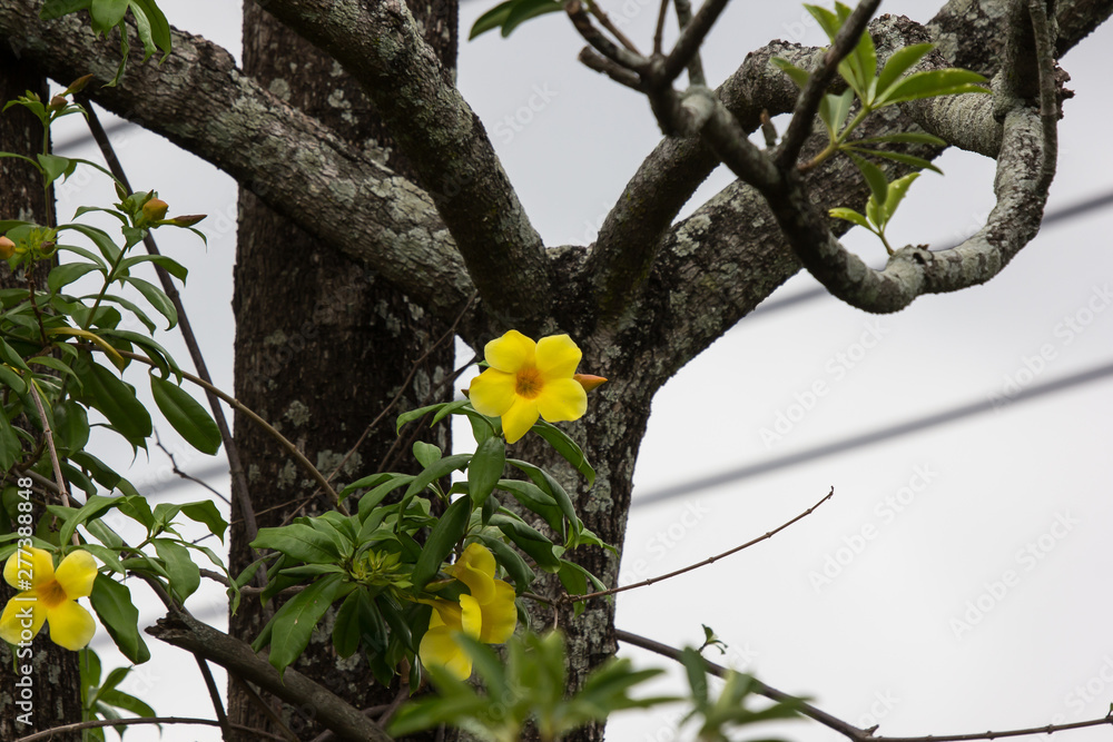 Yellow Allamanda flower with green leaf Yellow Allamanda flower with green leaf
