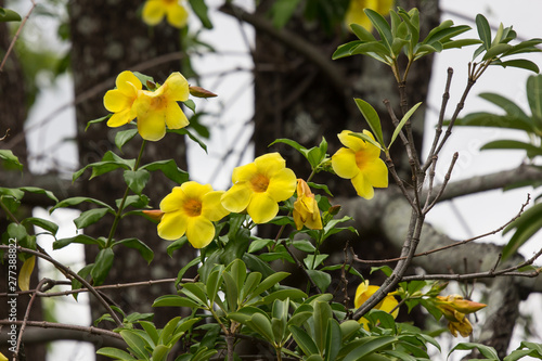  Yellow Allamanda flower  with green leaf