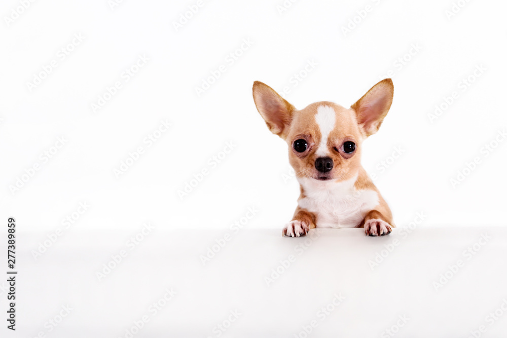 Studio shot of cute Chihuahua teenage puppy hanging on white sign board on white isolated background - with copy space below Studio shot of cute Chihuahua teenage puppy hanging on white sign board on white isolated background - with copy space below