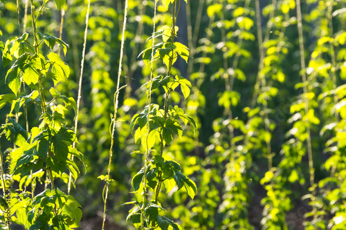 hop farm field with lupulus plants for make beer , Villoria village, Spain photo