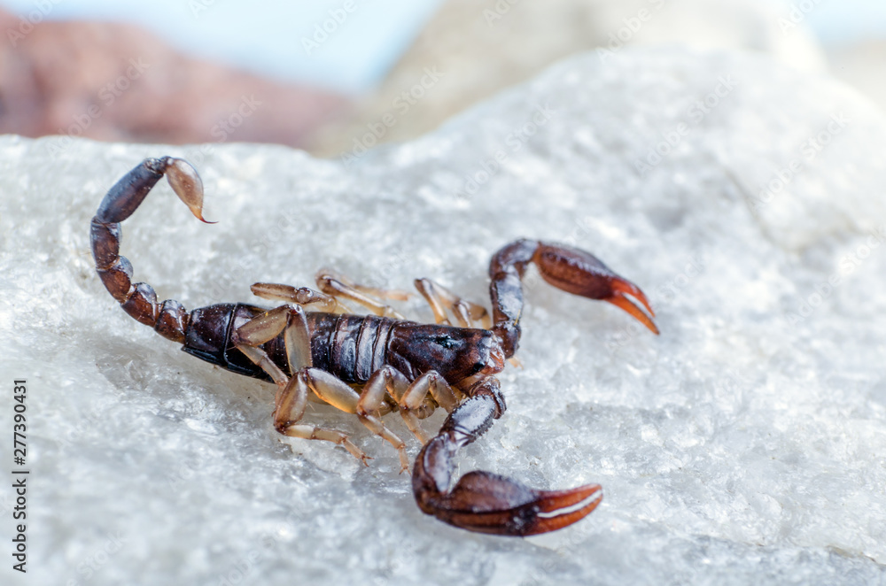 Scorpion sitting on a stone close up - obrazy, fototapety, plakaty 