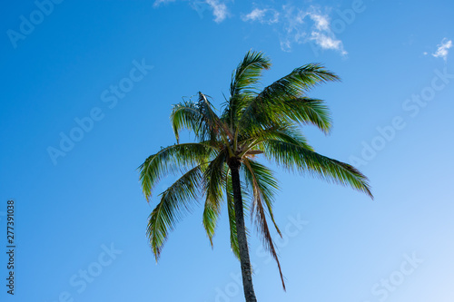 Palmtree Sky