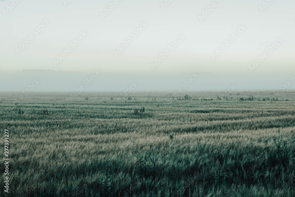 foggy morning in a field of rye in nature foggy morning in a field of rye in nature