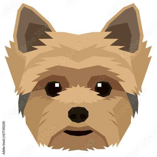 Vector illustration of the dog's head Yorkshire terrier Isolated object