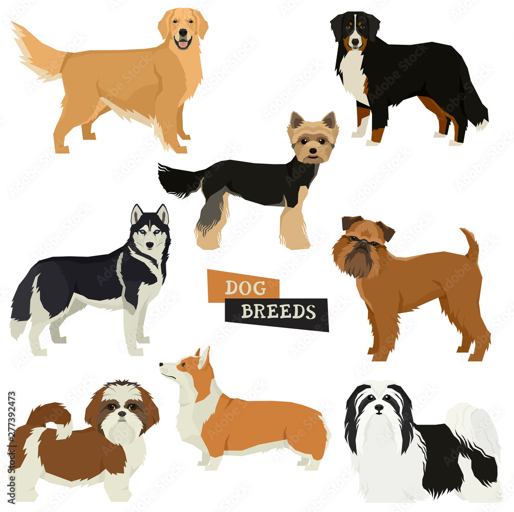 Vector illustration Dog collection Yorkshire terrier, Havanese Dog, Siberian Husky, Golden Retriever, Bernese Mountain Dog, Griffon Bruxellois, Shih Tzu,Pembroke Welsh Corgi Isolated objects