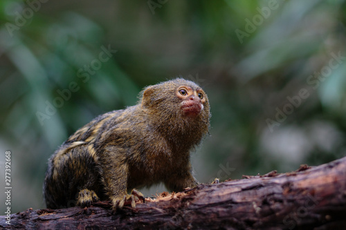 A small monkey sitting on a tree and staring at something.