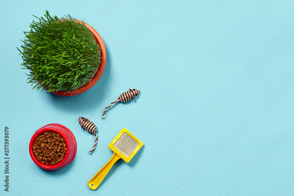 Flat lay composition with accessories for a cat on a blue background. Pet care. Flat lay composition with accessories for a cat on a blue background. Pet care.