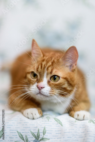 Portrait of a domestic ginger cat close-up with a strongly blurred background. © shymar27