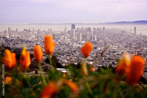Photography San Francisco Poppies