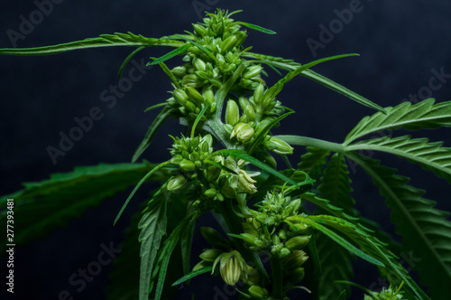 male or hermaphrodite cannabis plant in flowering on dark background