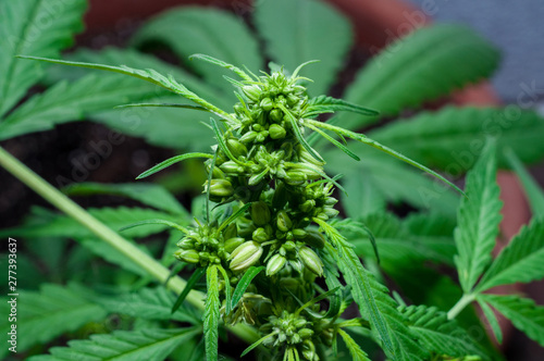 male or hermaphrodite cannabis plant in bloom 