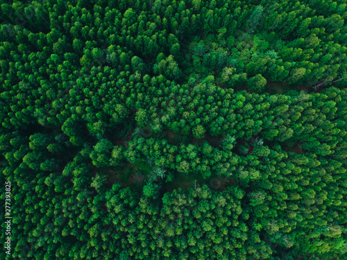 Birch forest in the height of summer texture background © dmitriydanilov62