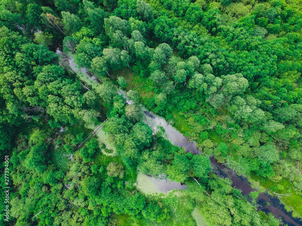 A small river in the middle of the overgrown forest from a height in the summer