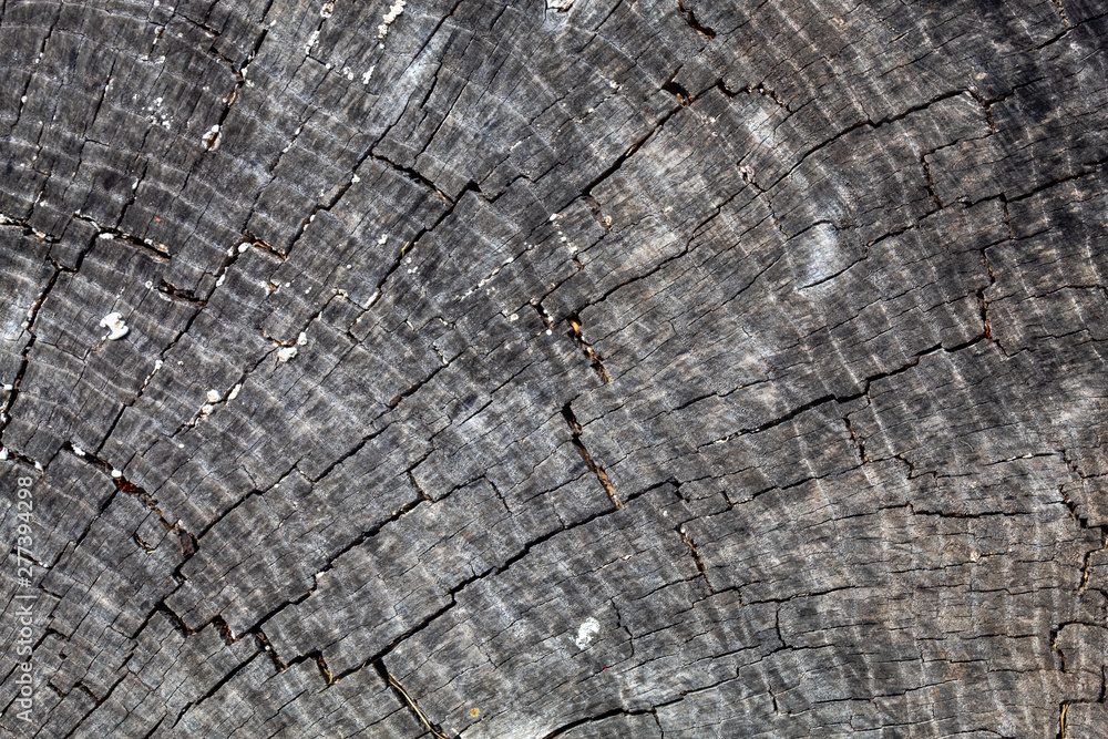 Fototapeta premium Grayish Old Weathered Cracked Wood Texture