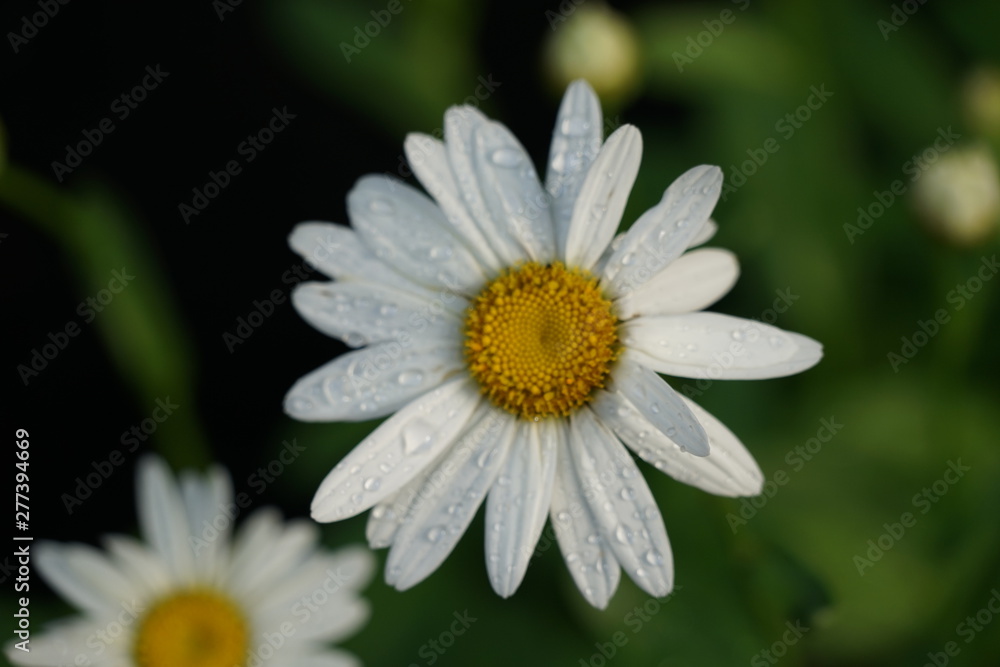 White Daisy with Rain Drops Isolated Macro White Daisy with Rain Drops Isolated Macro