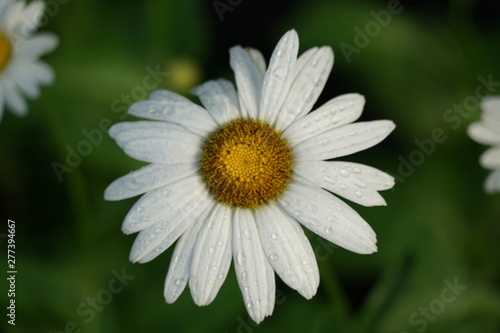 White Daisy with Rain Drops Isolated Macro