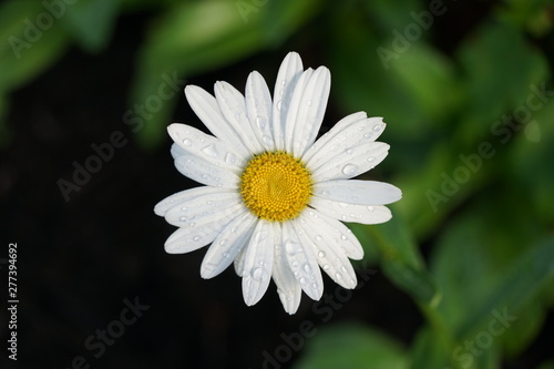 White Daisy with Rain Drops Isolated Macro photo