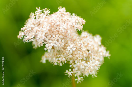 Photo of airy white flowers in soft focus