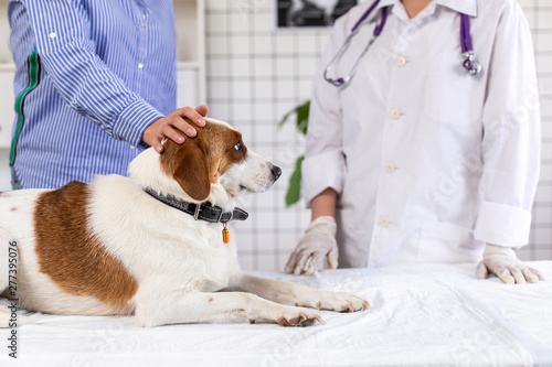 Dog on examination at the doctor in a veterinary clinic. Close up. Blurred background.