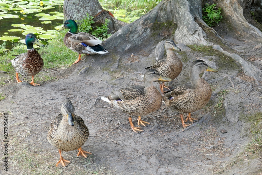 Six mallard ducks on the lake shore - Großer Arbersee - Bayerisch Eisenstein Six mallard ducks on the lake shore - Großer Arbersee - Bayerisch Eisenstein