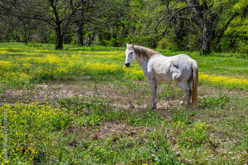 Horse Meadow Farm Field Texas White Green Spring Wildflowers