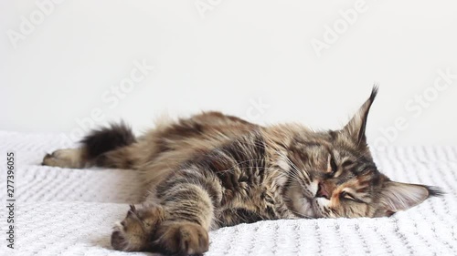 tabby maine coon cat sleeping and then suddenly wakes up