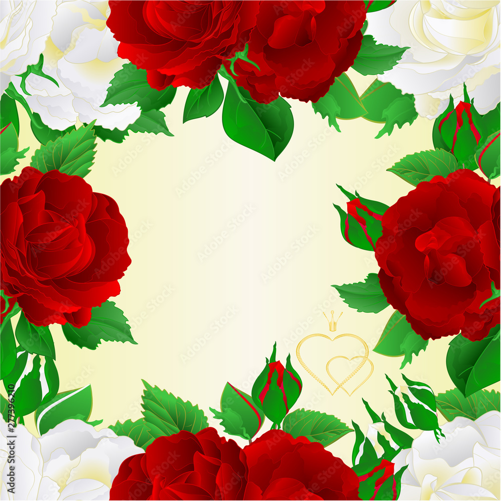 Seamless frame two white and red roses festive background greeting card vintage vector botanical illustration editable hand draw Seamless frame two white and red roses festive background greeting card vintage vector botanical illustration editable hand draw